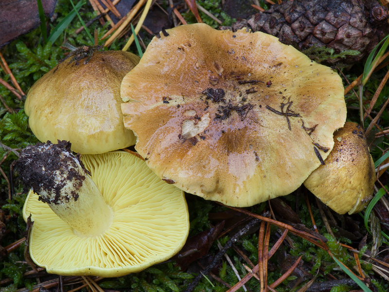 Tricholoma equestre